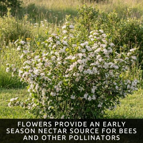 Black Chokeberry Seeds for Planting Native Shrub 100 Premium Seeds (White Flowers, Black Berries, Red Fall Foliage)