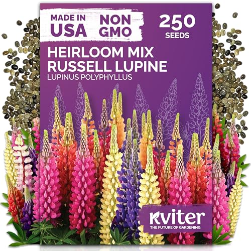 250 Mix Russell Lupine Heirloom Perennial Flower Seeds