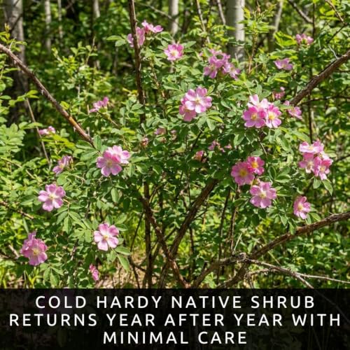 Woods Rose Seeds for Planting (Woods Rose)