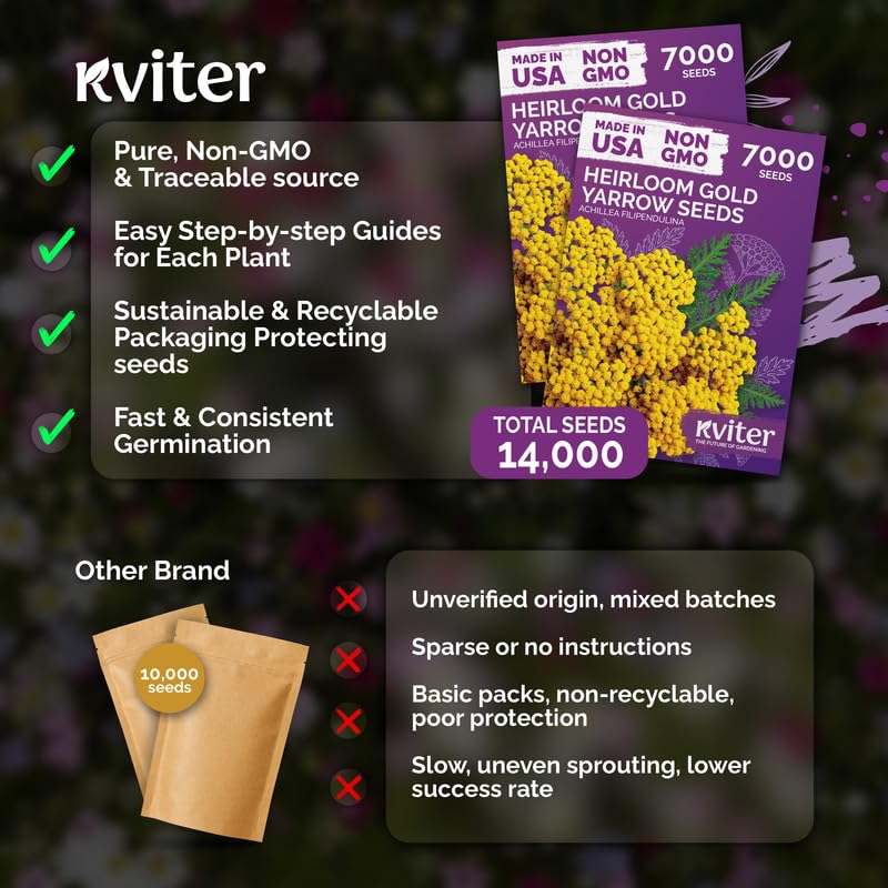 14 000 Gold Yarrow Heirloom Flower Seeds