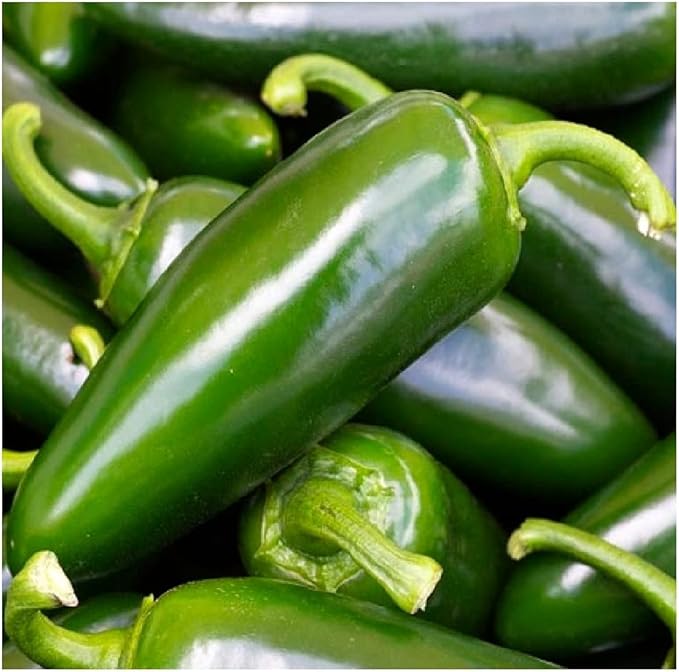 Instant Latch 100 Tam Jalapeno Pepper Seeds | Non-GMO | Fresh Garden Seeds