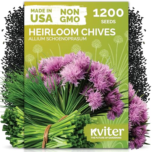 1 200 Chive Heirloom Herb Seeds for Planting