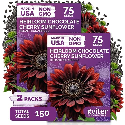 150 Chocolate Cherry Sunflower Heirloom Flower Seeds