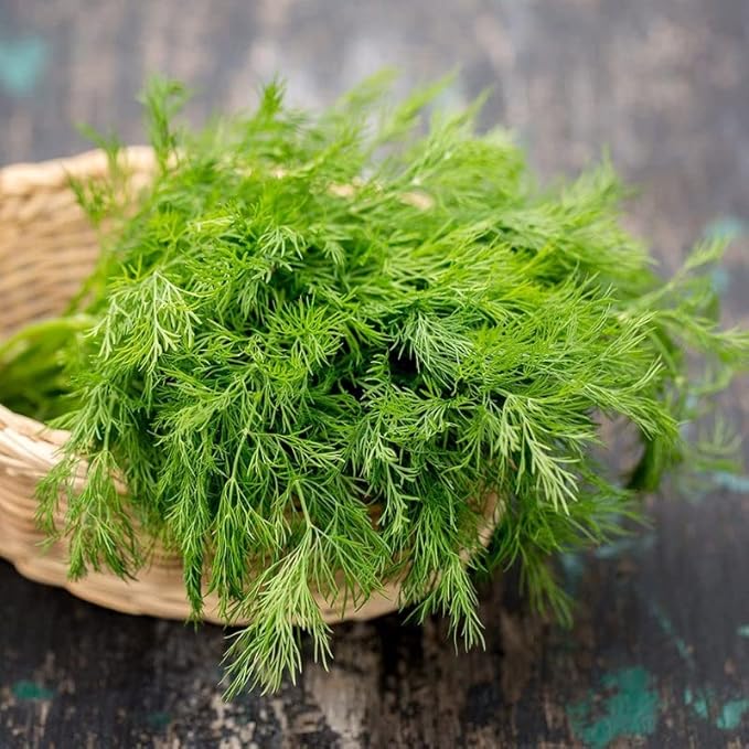 Pepper Joe's Culinary Herb Seed Variety Pack – 600+ Premium Herb Seeds – Basil, Dill, Rosemary, Thyme, Parsley, and Cilantro – Ultimate Herb Seed Bundle