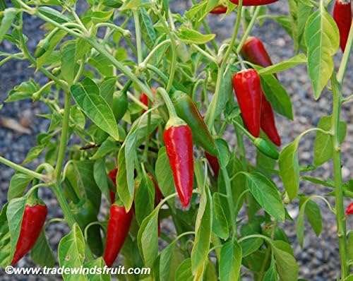 120 Anaheim Chile Hot Pepper seeds for planting 1 gram of seeds Heirloom Non GMO Garden Vegetable bulk Survival
