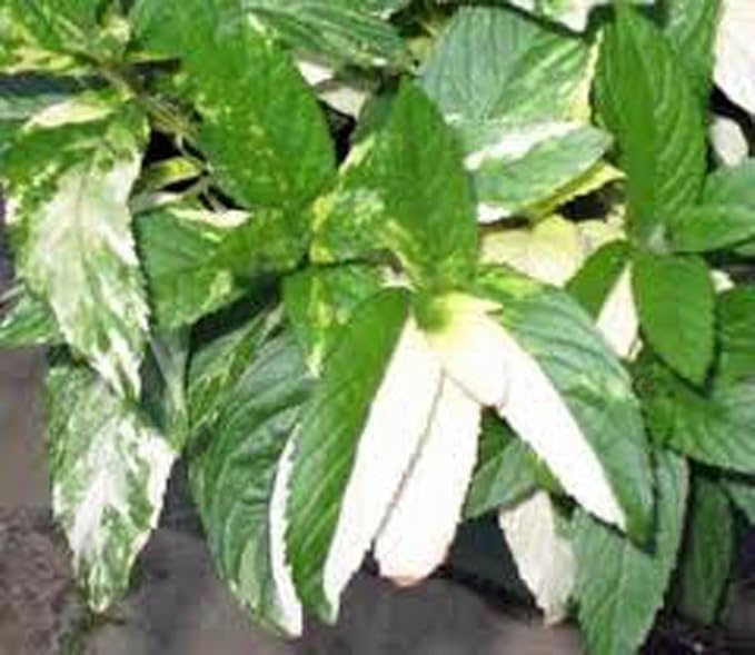 Peppermint, HERB Seeds Heirloom, Non GMO 20 Peppermint Seeds, Delicious