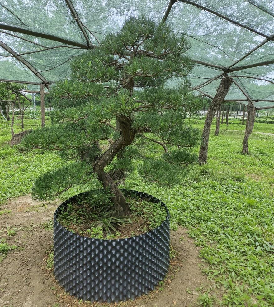 Air Pruning Containers (25 Gallon-5P)