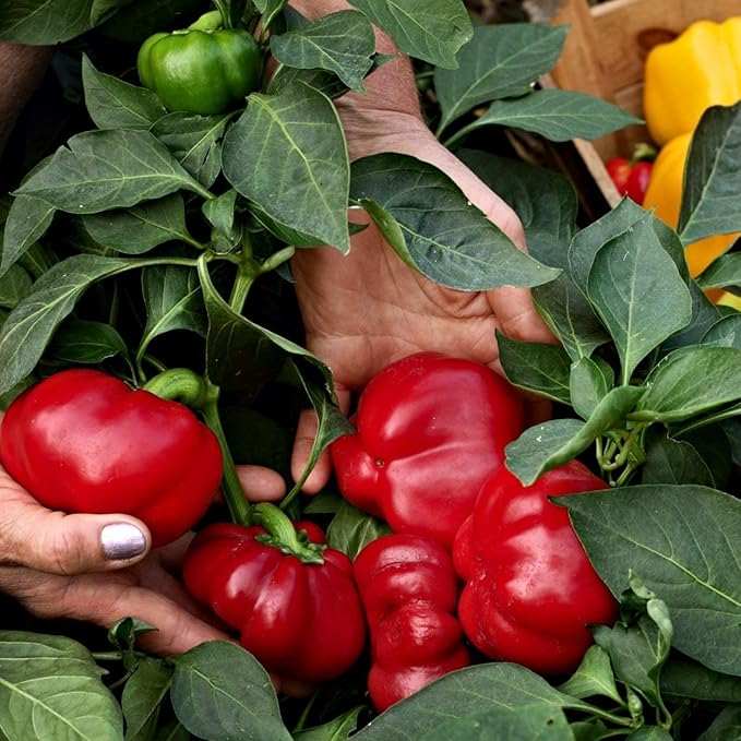 The Old Farmer's Almanac Heirloom Sweet Pepper Seeds (Big Red) - Approx 30 Seeds - Non-GMO, Open Pollinated, USA Origin