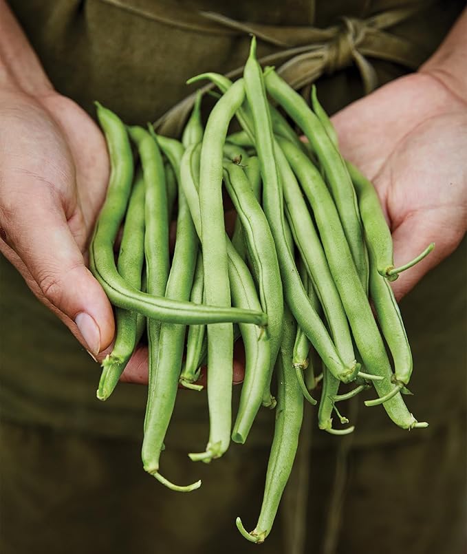 Burpee Blue Lake 274 Bush Bean Seeds 8 ounces of seed