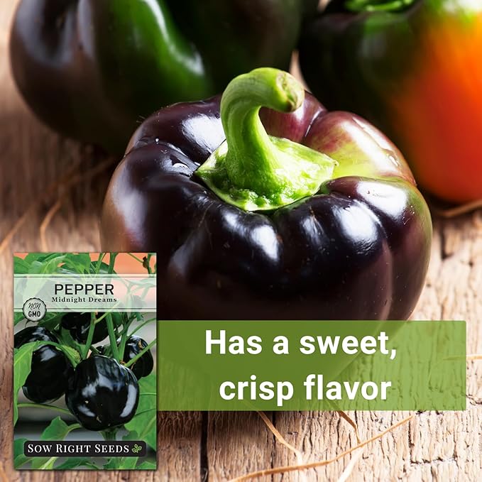 Sow Right Seeds - Midnight Dreams Pepper Seeds for Planting - Non-GMO Heirloom Bell Pepper Variety - Ideal for Indoor/Outdoor Gardens - Unique Peppers - Mature from Green to Black - High Yield (1)