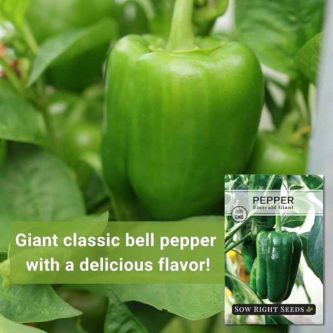 Sow Right Seeds - Emerald Giant Pepper Seeds for Planting - Non-GMO Heirloom Variety - Sweet Green Bell Peppers for Planting Outdoors - Easy to Grow Garden Vegetable - High Yield Plants (1)