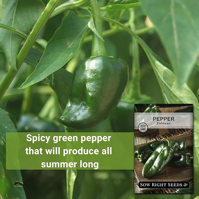 Sow Right Seeds - Poblano Pepper Seeds for Planting - Non-GMO Heirloom Packet with Instructions to Plant a Home Vegetable Garden - Hot Ancho Chile Variety to Grow, Spicy and Abundant (1)