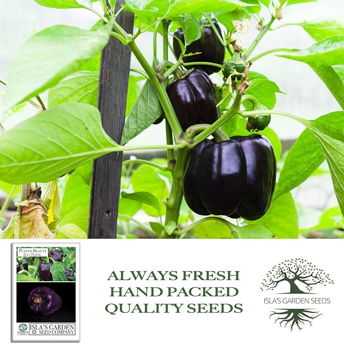 Purple Beauty Sweet Bell Pepper Seeds for Planting (Capsicum annuum) – 100+ Non-GMO Heirloom Seeds by Isla’s Garden Seeds, Vibrant Purple Peppers Ideal for Garden Beds, Containers & Fresh Use