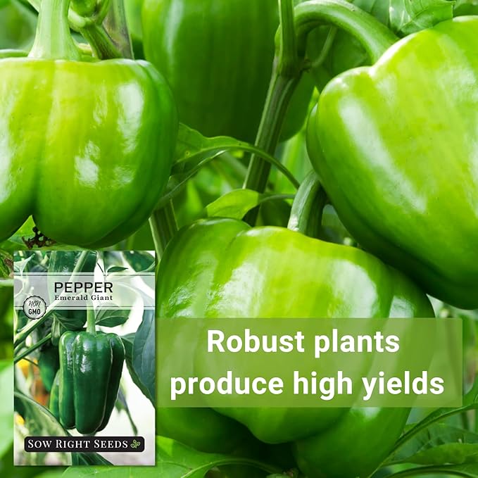 Sow Right Seeds - Emerald Giant Pepper Seeds for Planting - Non-GMO Heirloom Variety - Sweet Green Bell Peppers for Planting Outdoors - Easy to Grow Garden Vegetable - High Yield Plants (1)