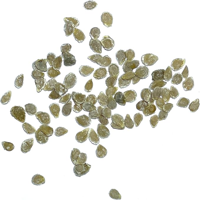 Seed Needs Tomato Seeds for Planting Indeterminate True Beefsteak Tomatoes - Non-GMO Heirloom & Untreated Vegetable Seed to Plant a Home Grown Outdoor Veggie Garden (5 Packs)