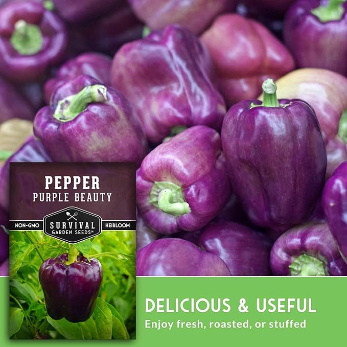 Purple Beauty Bell Pepper Seeds for Planting | Heirloom Sweet Purple Bell Peppers for Home Gardens – Non-GMO Open-Pollinated – Survival Garden Seeds (3 Packs)