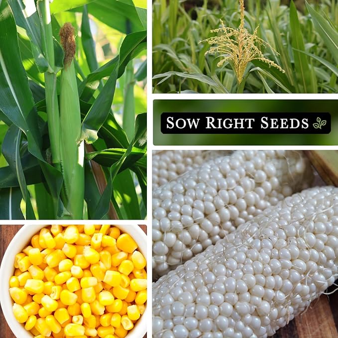 Sow Right Seeds - Sweet Corn Seed Collection for Planting - Includes Bantam & Country Gentleman - Non-GMO Heirloom Varieties for Home Vegetable Garden - Grow Delicious Corn on the Cob