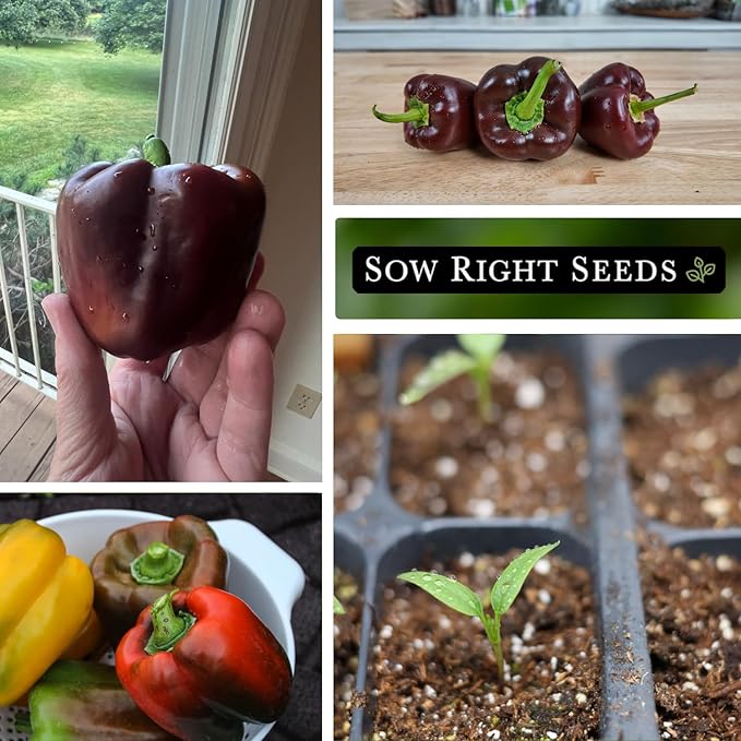 Sow Right Seeds - Chocolate Beauty Pepper Seed for Planting - Non-GMO Heirloom Packet with Instructions to Plant a Home Vegetable Garden - Sweet Bell Variety with Brown Skin and Mild Flavor (1)