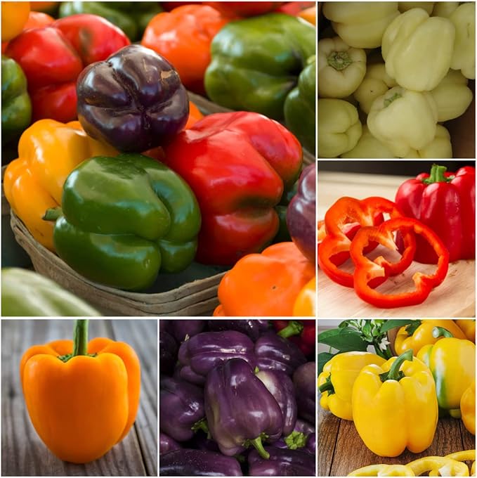 Seed Needs Rainbow Bell Pepper Seeds for Planting Mild Peppers - Non-GMO Heirloom & Untreated Veggie Seed to Plant a Home Grown Outdoor Vegetable Garden (5 Packs)