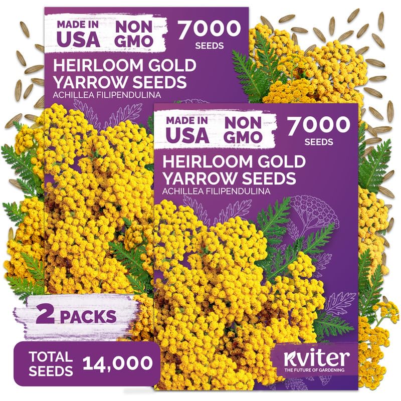 14 000 Gold Yarrow Heirloom Flower Seeds