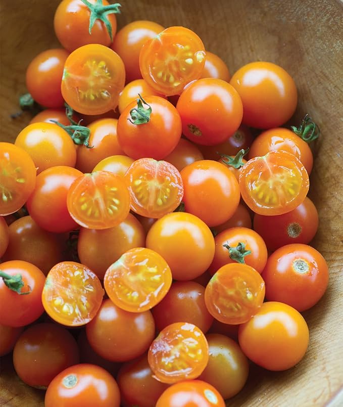 Burpee 'Sun Gold' Hybrid, Sweet Orange Cherry Tomatoes, 30 Non-GMO Seeds