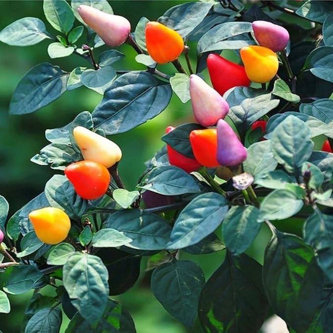 500PCS Pepper Seeds 5 Colored | Grow Vibrant, Sweet Bell Peppers in Your Home Garden | Non-GMO Heirloom Variety | Perfect for Cooking, Salads & Stir-Fries