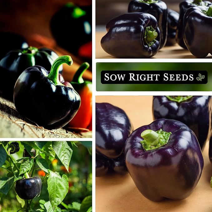 Sow Right Seeds - Midnight Dreams Pepper Seeds for Planting - Non-GMO Heirloom Bell Pepper Variety - Ideal for Indoor/Outdoor Gardens - Unique Peppers - Mature from Green to Black - High Yield (1)