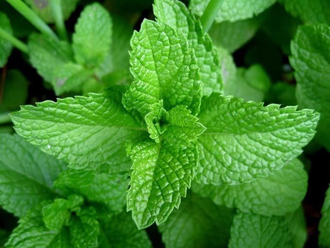 Peppermint, HERB Seeds Heirloom, Non GMO 20 Peppermint Seeds, Delicious