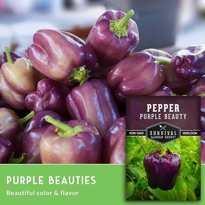 Purple Beauty Bell Pepper Seeds for Planting | Heirloom Sweet Purple Bell Peppers for Home Gardens – Non-GMO Open-Pollinated – Survival Garden Seeds (3 Packs)