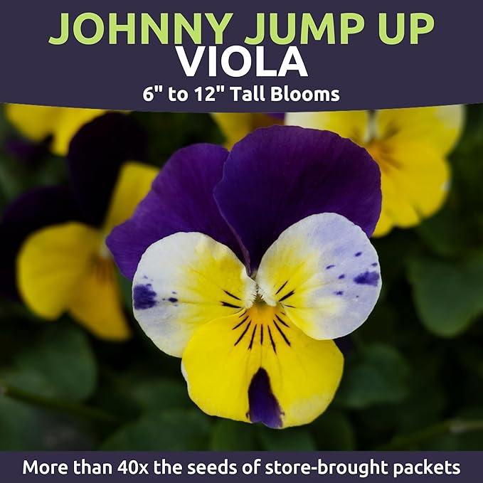 Viola - Johnny Jump-Up - Bulk 1 Ounce Pouch - 40,000 Flower Seeds for Planting - Viola Tricolor