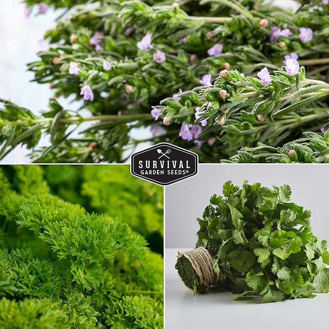 Kitchen Herb Seeds Variety Pack – 5 Garden Herb Seeds for Planting: Basil, Curly Parsley, Cilantro, Chives & Thyme – Heirloom Non GMO Indoor Outdoor Seed Vault - Survival Garden Seeds