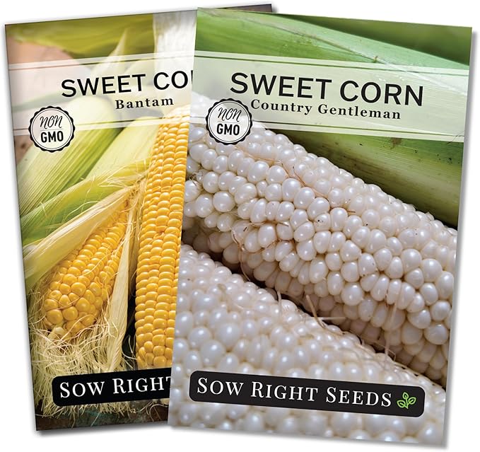 Sow Right Seeds - Sweet Corn Seed Collection for Planting - Includes Bantam & Country Gentleman - Non-GMO Heirloom Varieties for Home Vegetable Garden - Grow Delicious Corn on the Cob