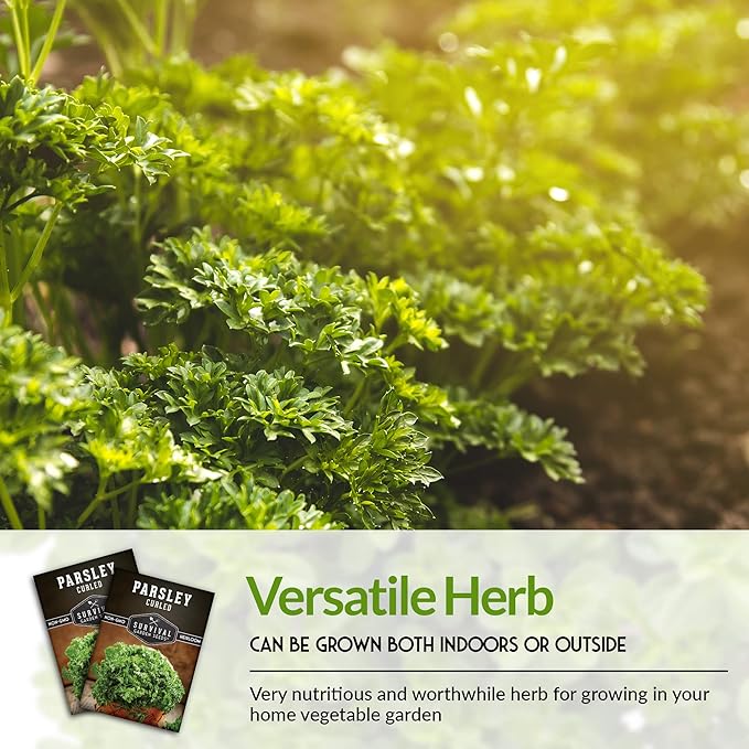 Curly Parsley Seeds for Planting – Heirloom Non-GMO Herb, Easy to Grow Indoors or Outdoors, Flavorful Garnish for Cooking & Drying – Survival Garden Seeds (1 Pack)
