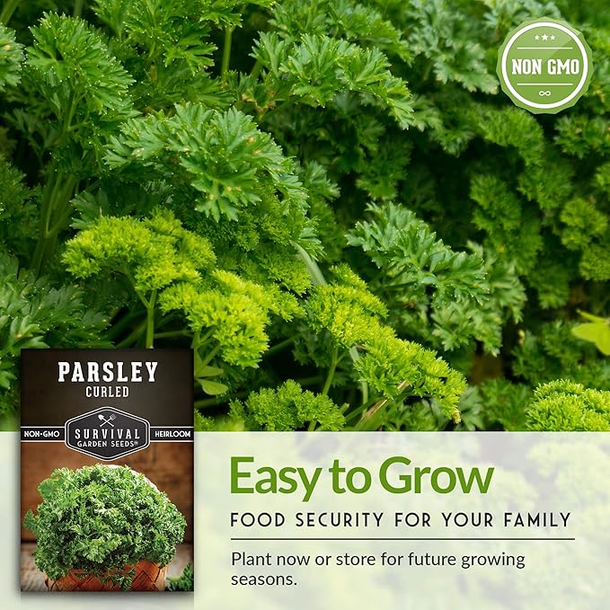 Curly Parsley Seeds for Planting – Heirloom Non-GMO Herb, Easy to Grow Indoors or Outdoors, Flavorful Garnish for Cooking & Drying – Survival Garden Seeds (5 Packs)