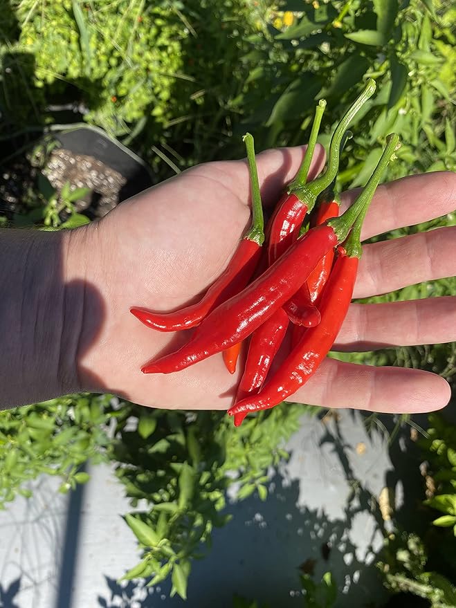 Calabrian Pepper Ristra Italian Piccante Calabrese Spicy Pepper of Calabria Premium Seeds for Planting Packet
