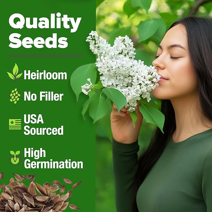 HOME GROWN 53 White Lilac Flower Seeds Non-GMO, Heirloom Tree Seeds for Planting, Fragrant Flowering Tree Seeds for Landscaping, Pollinator Gardens, and Ornamental Borders (Syringa reticulata)