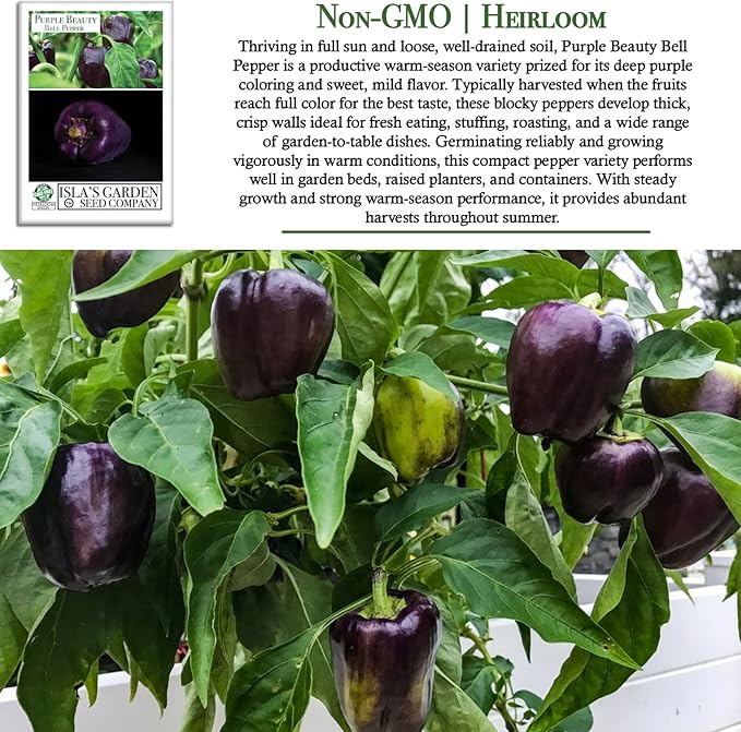 Purple Beauty Sweet Bell Pepper Seeds for Planting (Capsicum annuum) – 100+ Non-GMO Heirloom Seeds by Isla’s Garden Seeds, Vibrant Purple Peppers Ideal for Garden Beds, Containers & Fresh Use