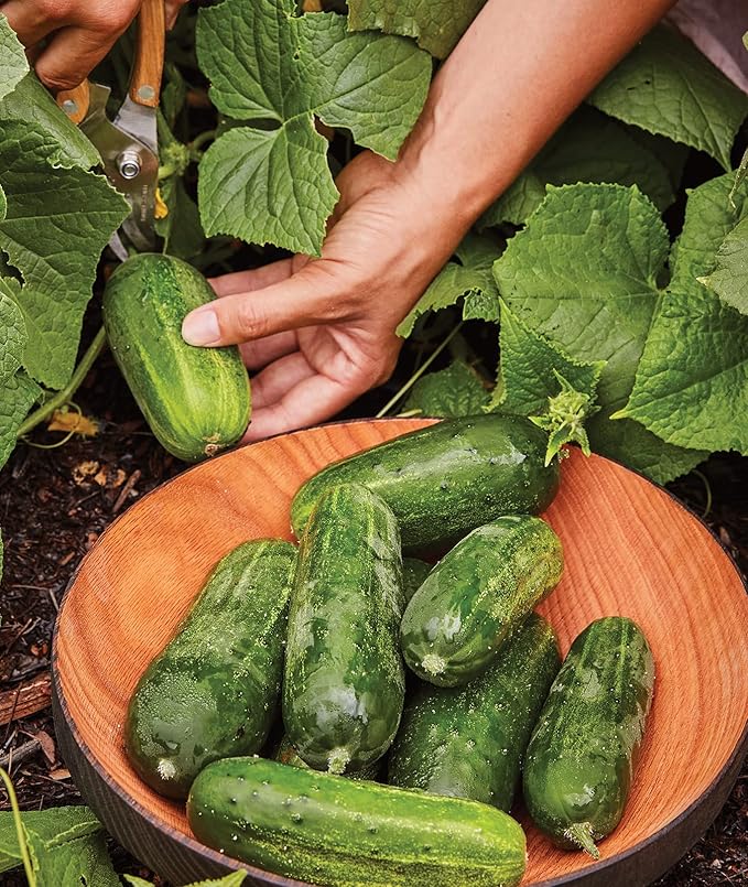 Burpee 'Supremo' Pickling Cucumber Seeds, 30 Non-GMO seeds, Container Friendly