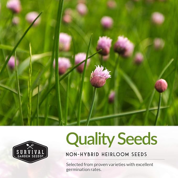 Kitchen Herb Seeds Variety Pack – 5 Garden Herb Seeds for Planting: Basil, Curly Parsley, Cilantro, Chives & Thyme – Heirloom Non GMO Indoor Outdoor Seed Vault - Survival Garden Seeds