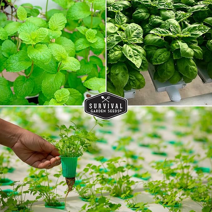 Hydroponic Herb Seeds for Indoor Garden | 6 Variety Pack – Peppermint, Curled Parsley, Cilantro, Basil Genovese, Chives, Sage – Heirloom Non-GMO Culinary Seed Collection – Survival Garden Seeds