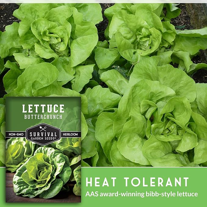 Buttercrunch Lettuce Seeds for Planting - Crisp Bibb Butter Lettuce Seeds for Gardens, Heat Tolerant High Yield Heirloom Non-GMO Variety - Survival Garden Seeds (1 Pack)