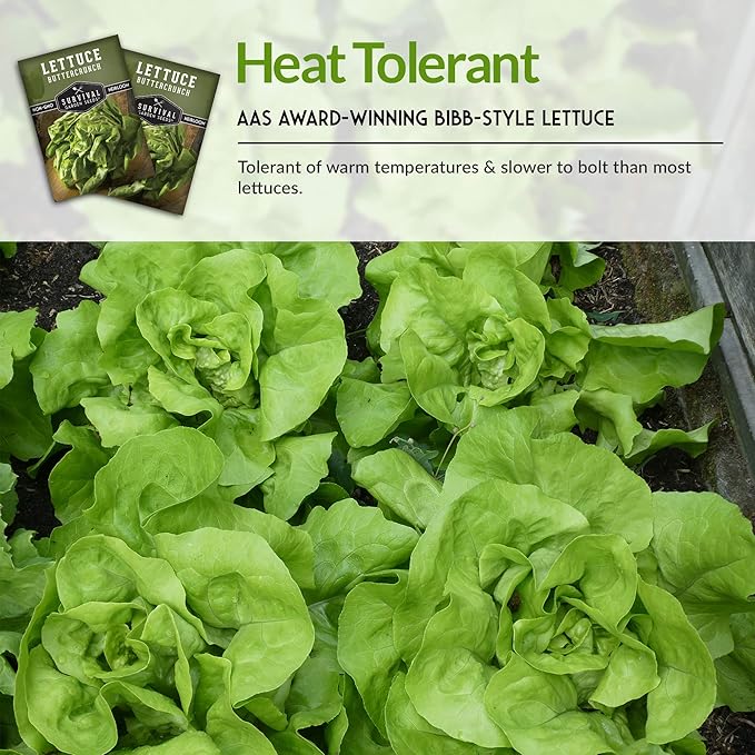 Buttercrunch Lettuce Seeds for Planting - Crisp Bibb Butter Lettuce Seeds for Gardens, Heat Tolerant High Yield Heirloom Non-GMO Variety - Survival Garden Seeds (1 Pack)