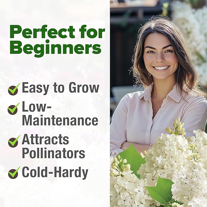 HOME GROWN 53 White Lilac Flower Seeds Non-GMO, Heirloom Tree Seeds for Planting, Fragrant Flowering Tree Seeds for Landscaping, Pollinator Gardens, and Ornamental Borders (Syringa reticulata)