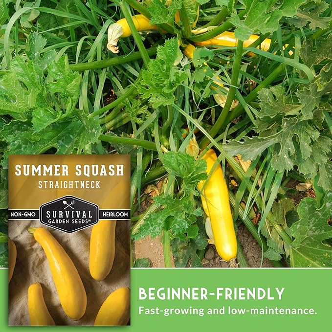 Survival Garden Seeds - Straightneck Summer Squash Seed for Planting - 3 Packets with Instructions to Plant and Grow Yellow Squash in Your Home Vegetable Garden - Non-GMO Heirloom Variety