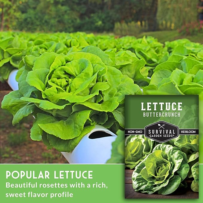 Buttercrunch Lettuce Seeds for Planting - Crisp Bibb Butter Lettuce Seeds for Gardens, Heat Tolerant High Yield Heirloom Non-GMO Variety - Survival Garden Seeds (1 Pack)