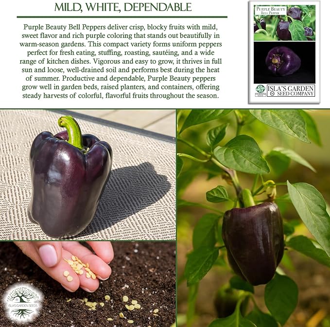 Purple Beauty Sweet Bell Pepper Seeds for Planting (Capsicum annuum) – 100+ Non-GMO Heirloom Seeds by Isla’s Garden Seeds, Vibrant Purple Peppers Ideal for Garden Beds, Containers & Fresh Use