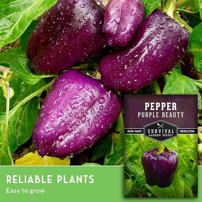 Purple Beauty Bell Pepper Seeds for Planting | Heirloom Sweet Purple Bell Peppers for Home Gardens – Non-GMO Open-Pollinated – Survival Garden Seeds (3 Packs)