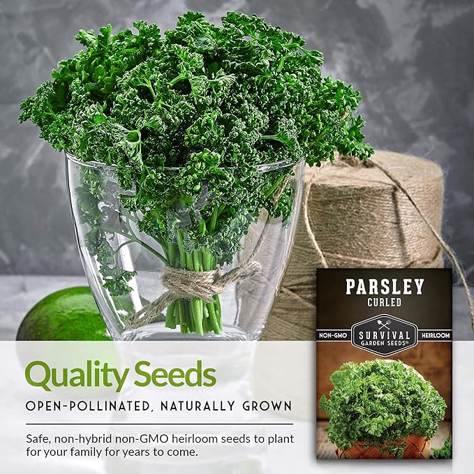 Curly Parsley Seeds for Planting – Heirloom Non-GMO Herb, Easy to Grow Indoors or Outdoors, Flavorful Garnish for Cooking & Drying – Survival Garden Seeds (1 Pack)