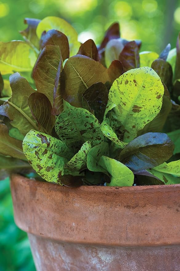 Burpee All Season Romaine Blend Lettuce Seeds 2000 seeds