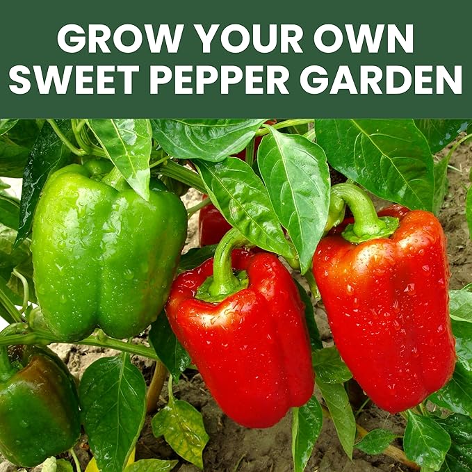 Sweet Pepper Seeds | 6 Individual Packs | 2026 Season | Non-GMO | Bell Pepper California Wonder, Purple Beauty, Sweet Banana & More! | for Planting Indoor & Outdoor | by Family Sown